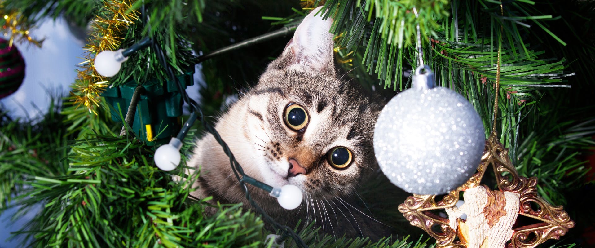 a tabby cat sat in a not very cat proof christmas tree with diluted pupils