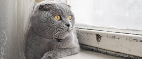 British Shorthair looking out the window