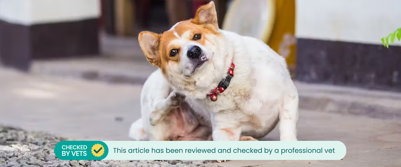 Fleas on dog, a dog sitting on the floor scratching at his back