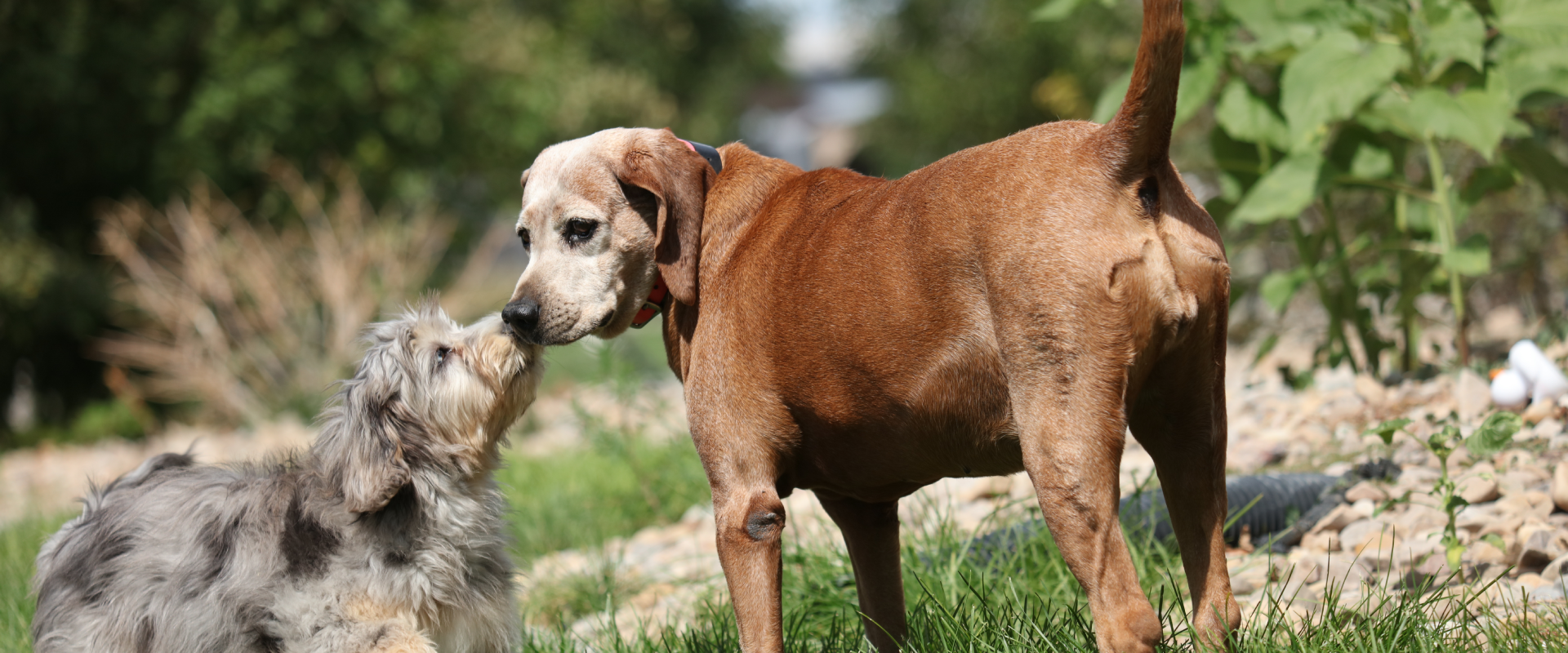 Discovering the Best Dallas Dog Parks | TrustedHousesitters.com