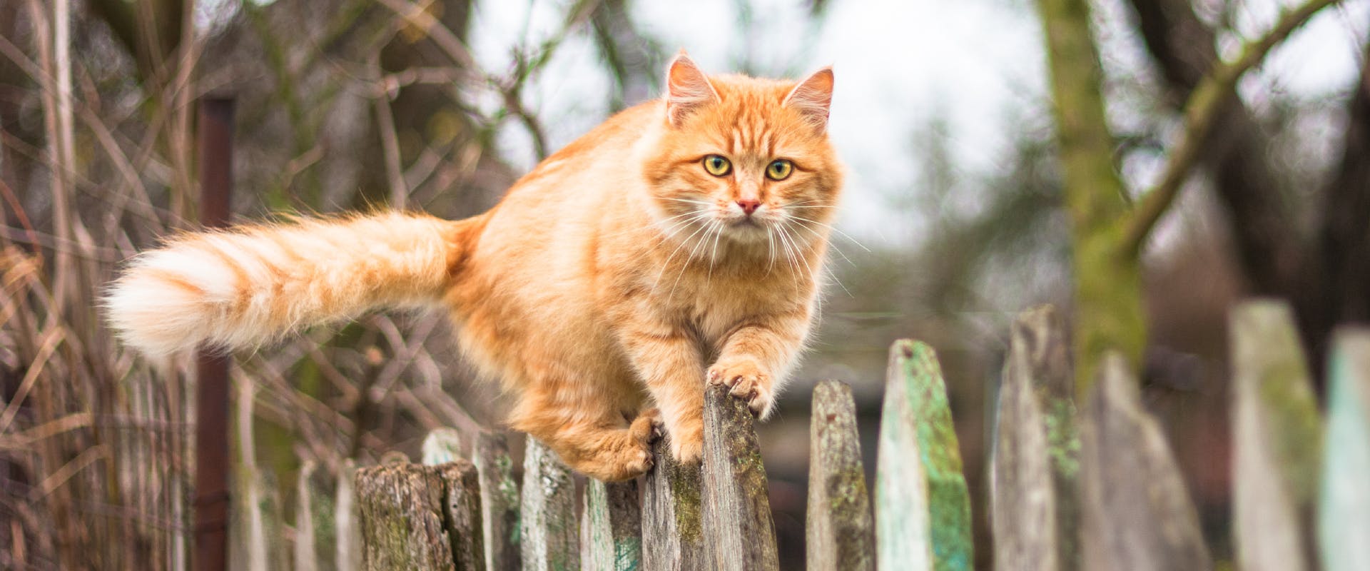 ginger cat balancing on a wooden fence