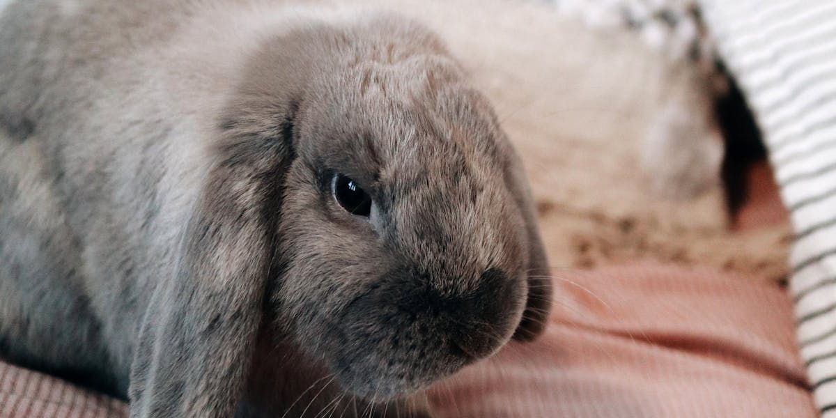 A grey rabbit