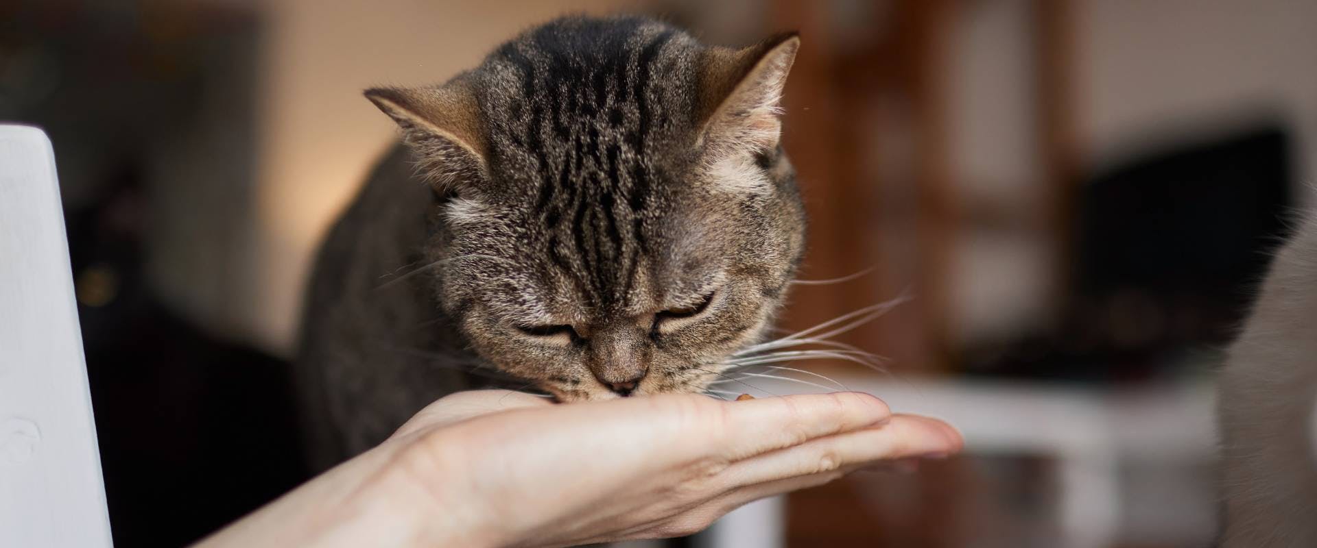A cat eats out of someone's hands.