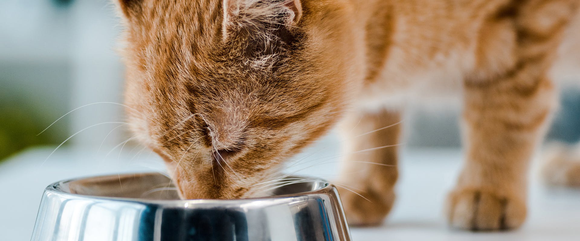 Can cats eat cheese crackers online