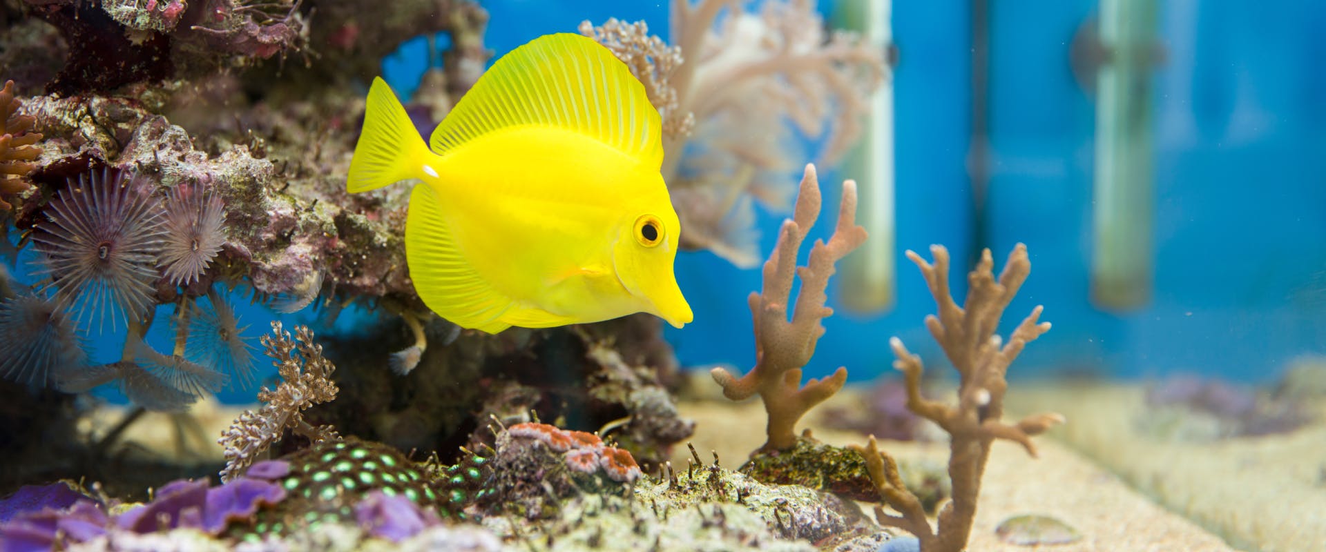 a yellow angel fish swimming above some pieces of coral in a fish tank