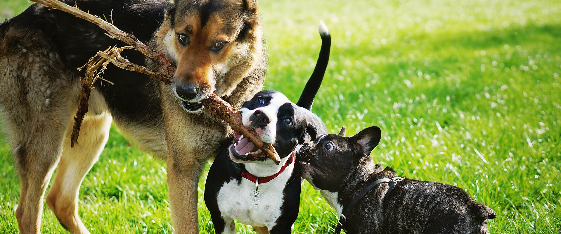 Three dogs playing and biting a stick in the middle of a dog park