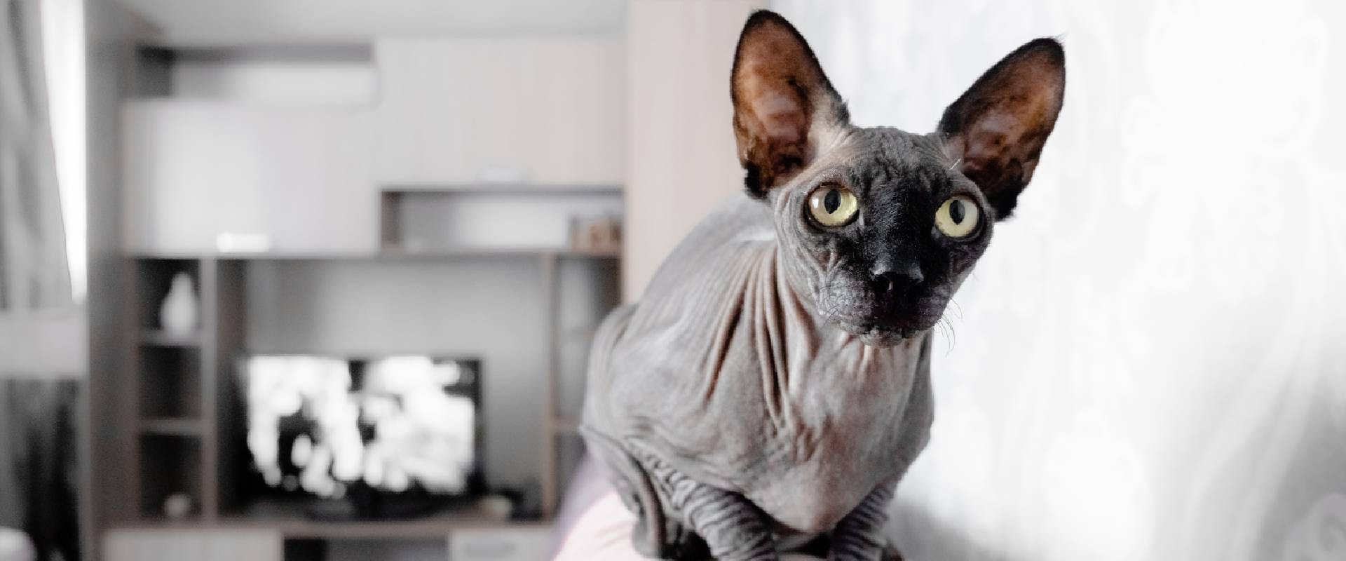 Gray Sphynx