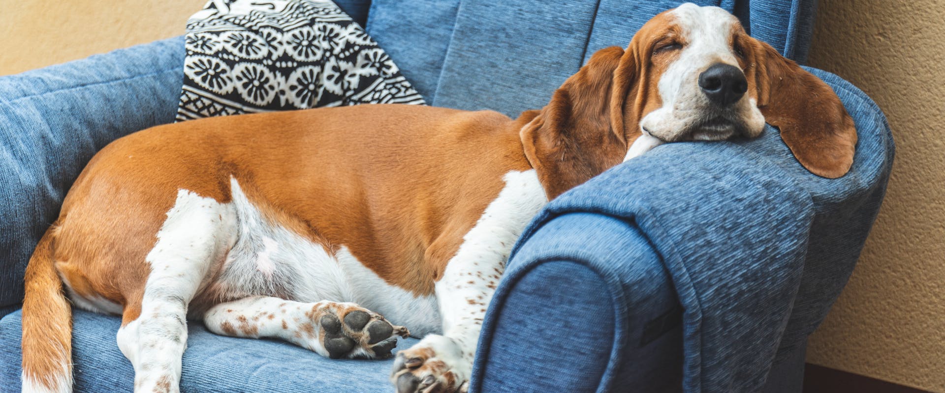A dog sleeps in an armchair.