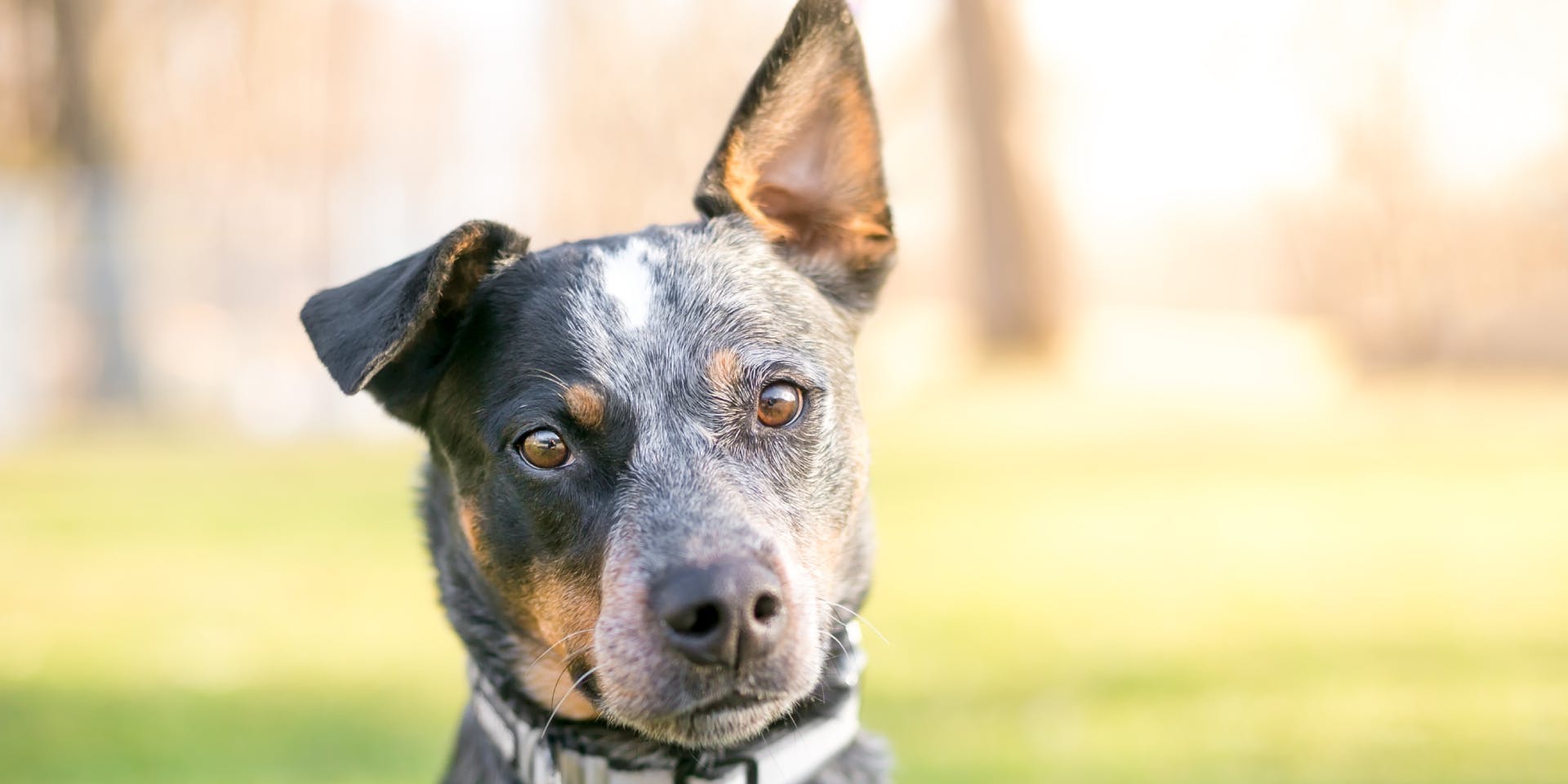 A Blue Heeler with a floppy ear looking at the camera. 
