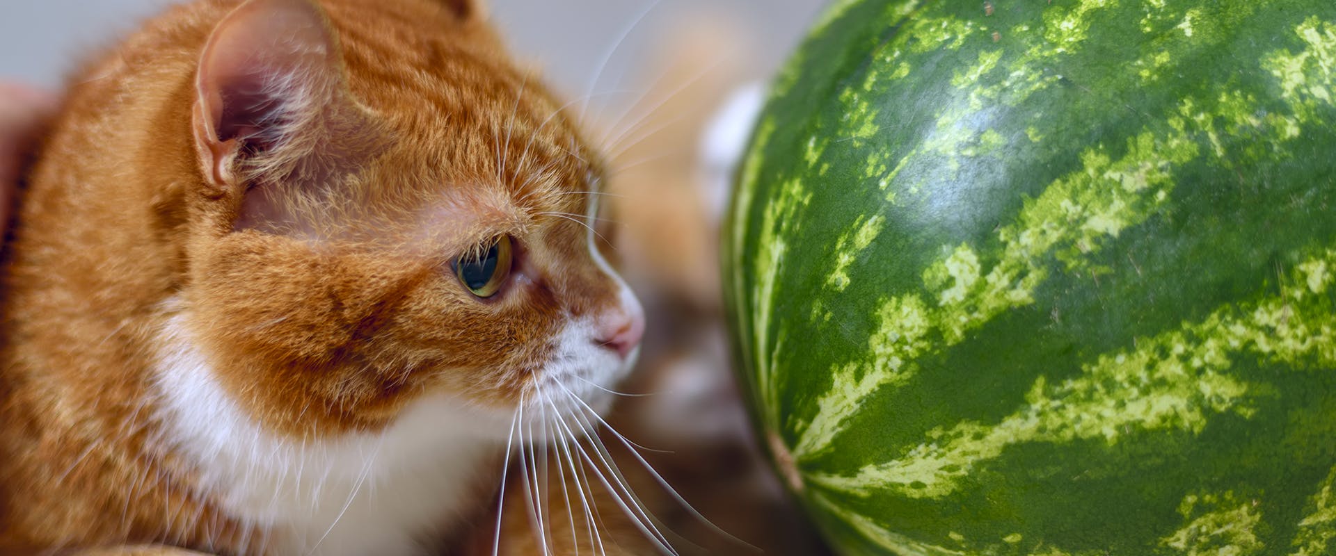 A ginger cat looking at a large watermelon