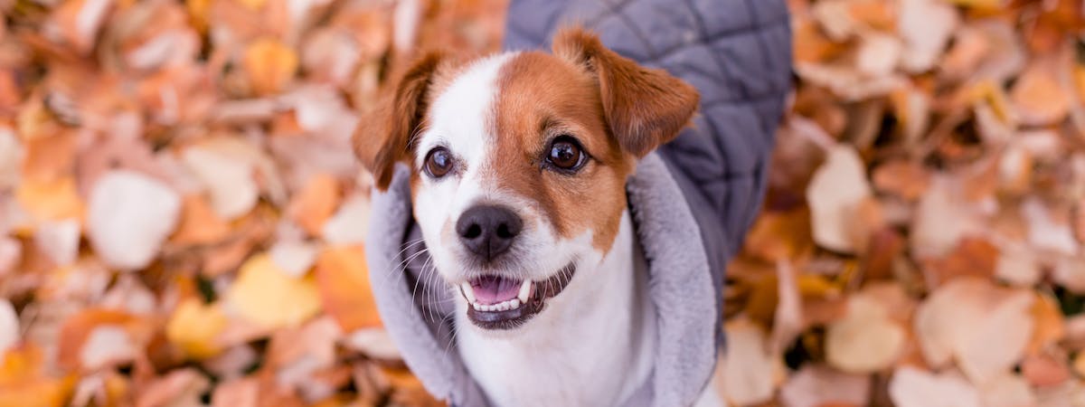 A Jack Russell dog standing on a pile of leaves, wearing a grey quilted dog jacket