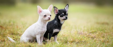 Two Chihuahuas sitting in a field of grass