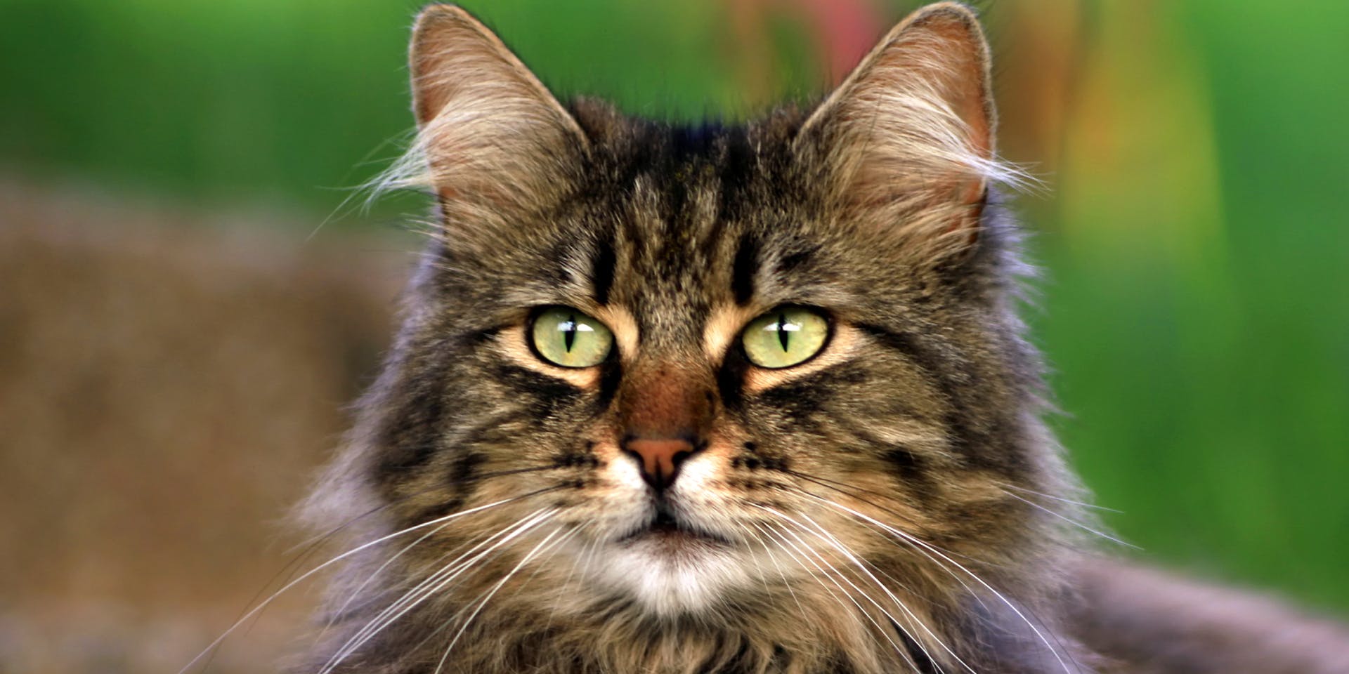 A Maine Coon cat with light green eyes.