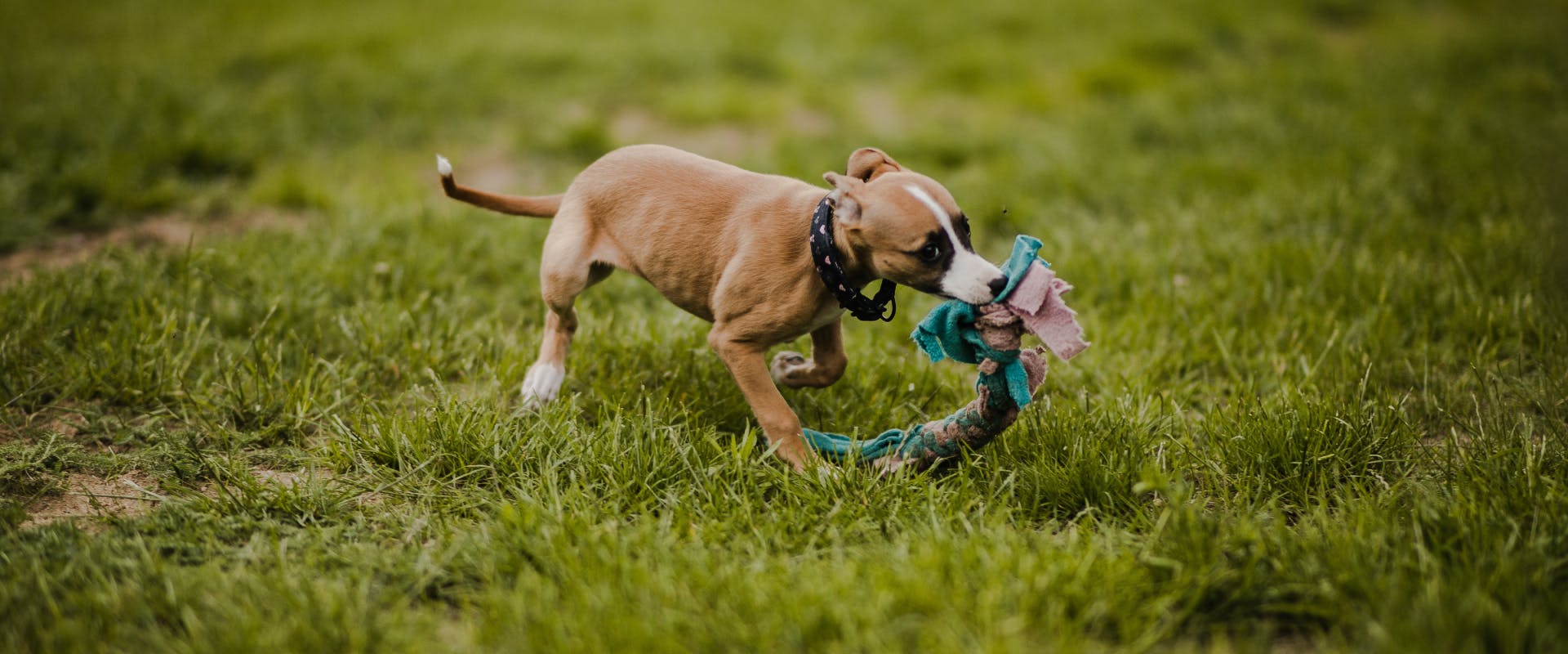 https://images.prismic.io/trustedhousesitters/210752c8-c273-484f-897c-16f0b64bbc44_diy+rope+toys+for+dogs.png?auto=compress,format&rect=0,0,1920,800&w=1920&h=800
