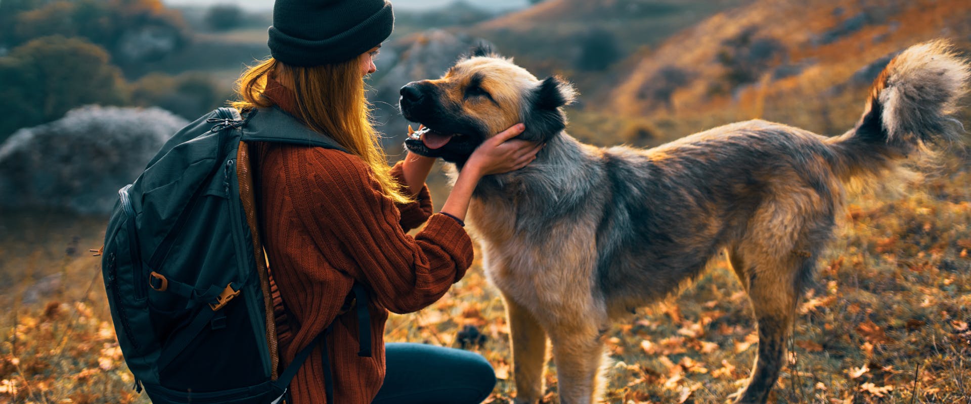 a woman on a dog walk kneeling in front of a large dog whilst stroking its face on an autumnal hillside