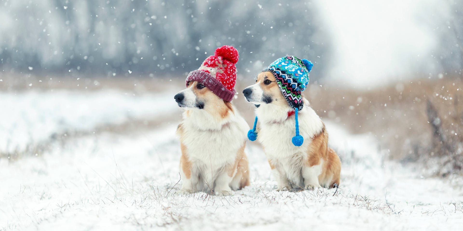 Two dogs in a winter setting sitting in snow wearing hats.
