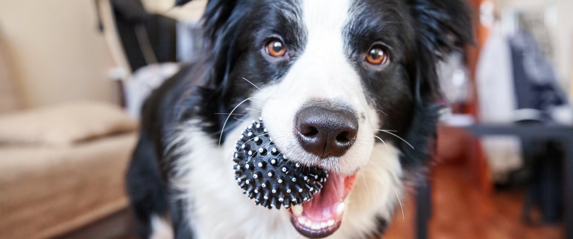 A dog with a ball in its mouth.
