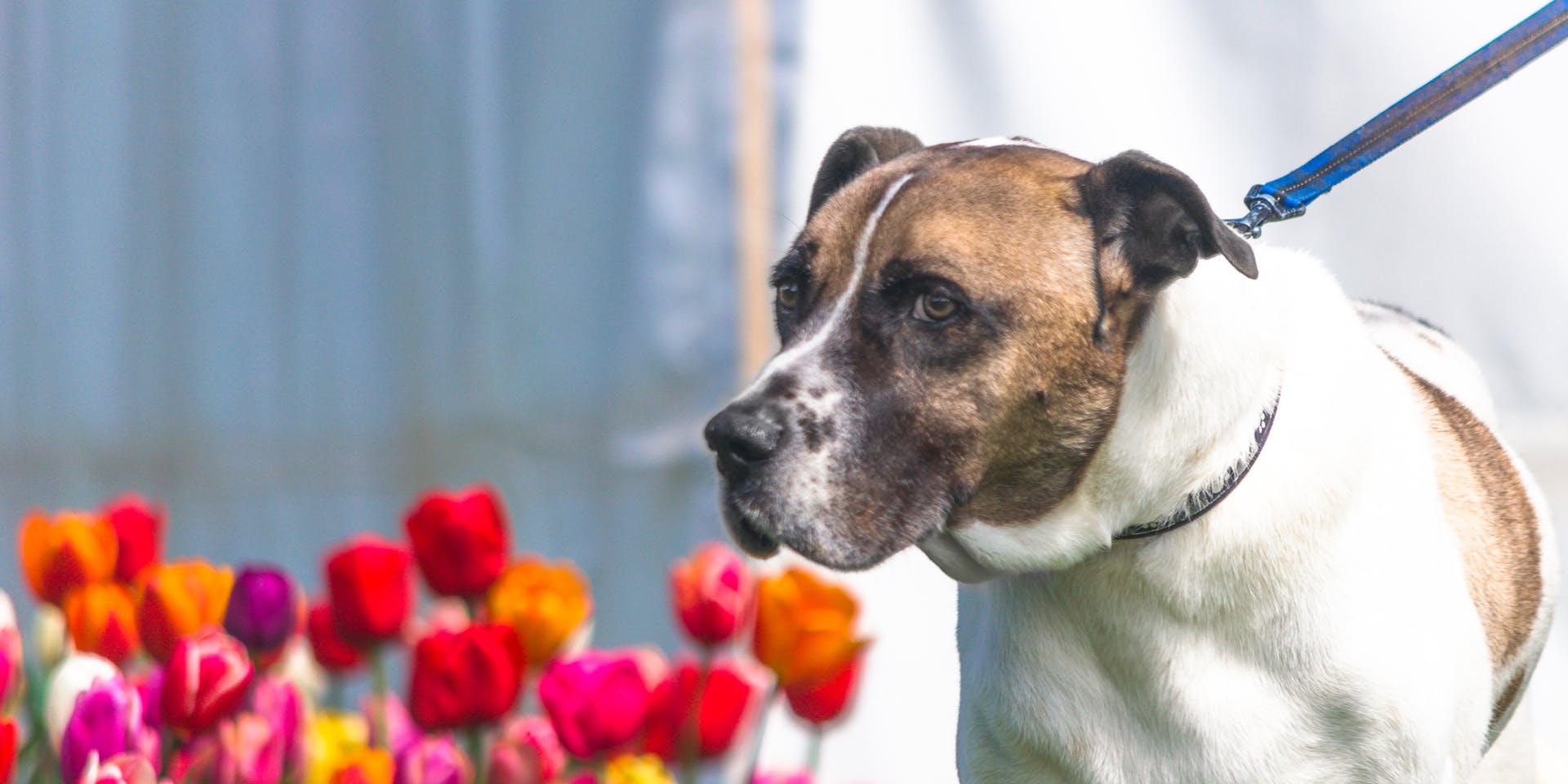 A dog out for a walk next to some tulips.