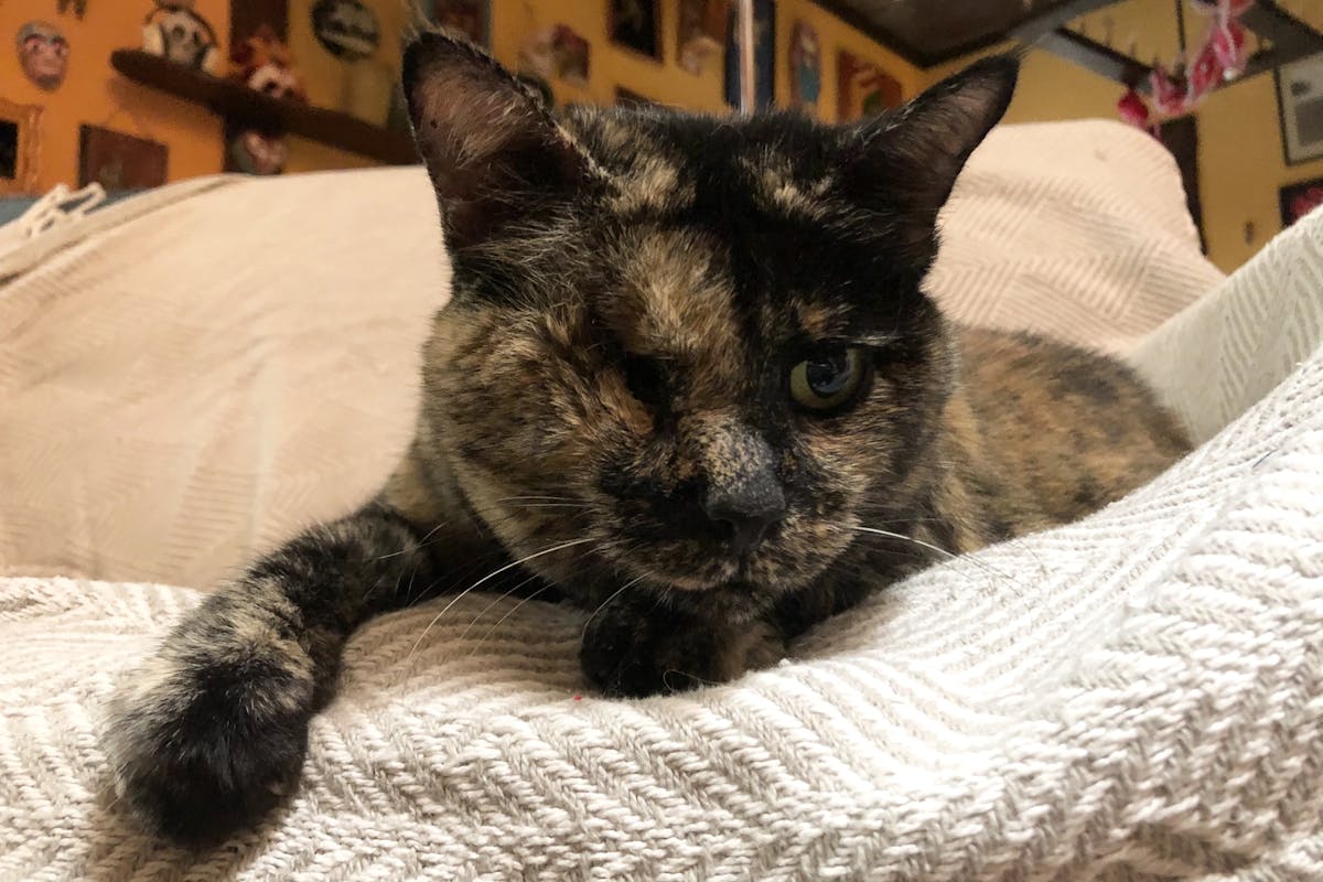 A tortoiseshell cat laying on some blankets