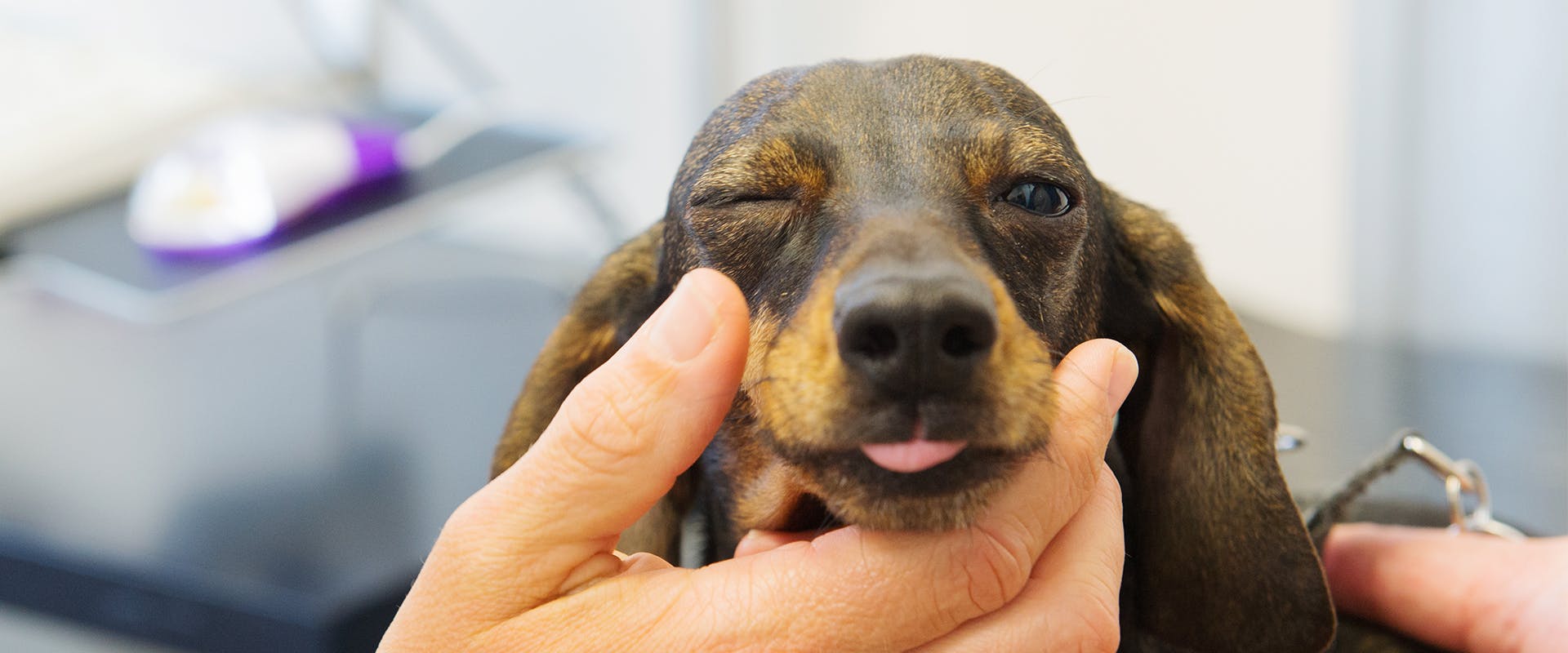 A hand holding a small dachshund's face