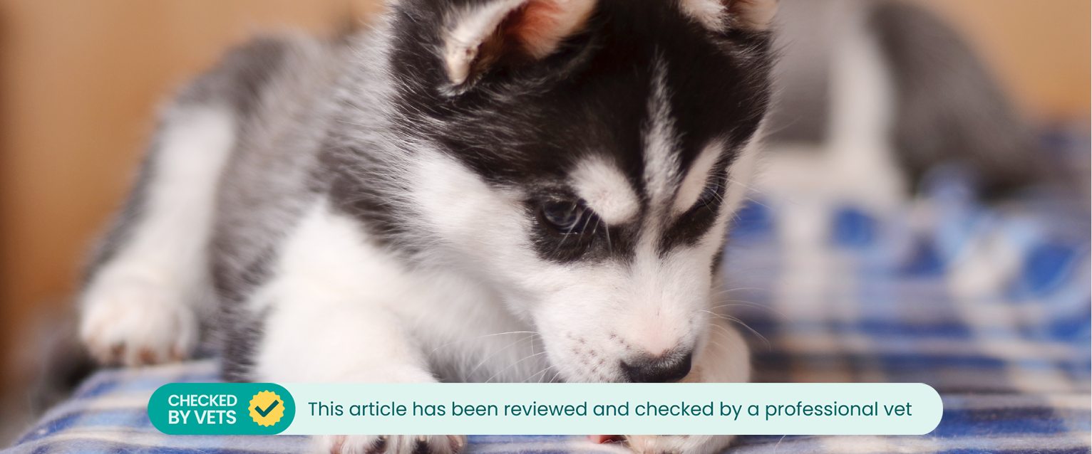 A cute Husky puppy, licking at his paw