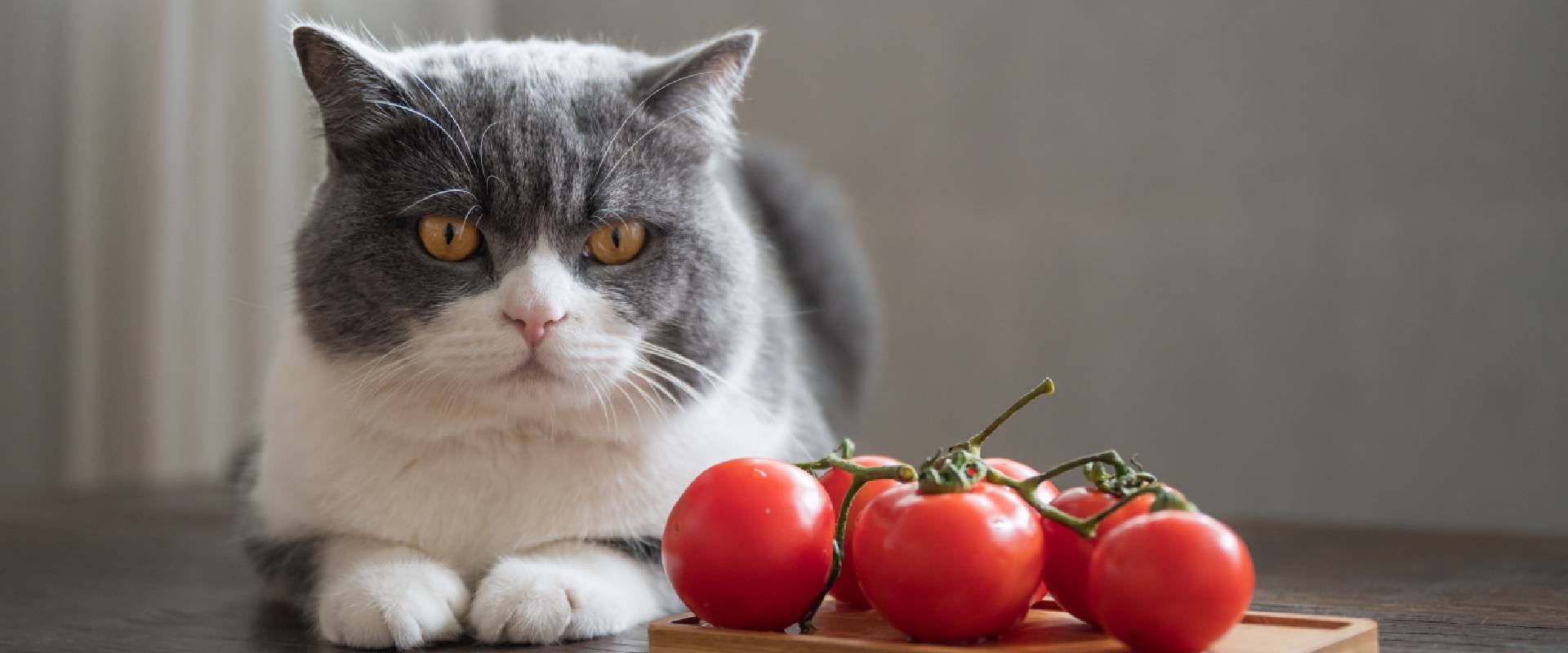 are tomatoes bad for dogs and cats