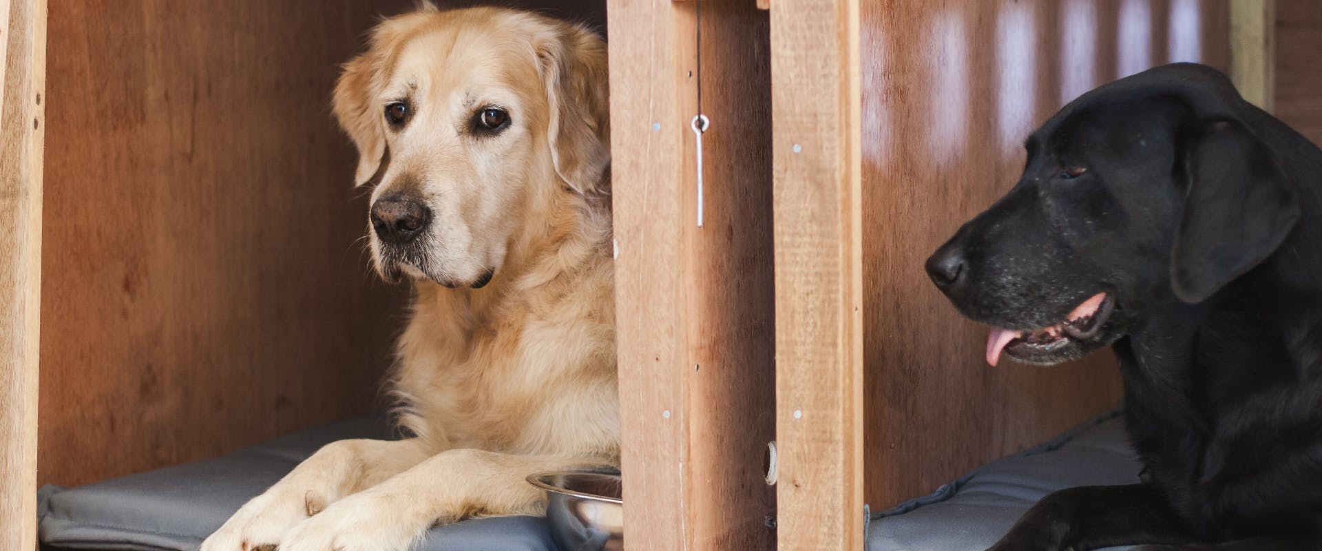 two extra large dogs inside a wooden dog crate
