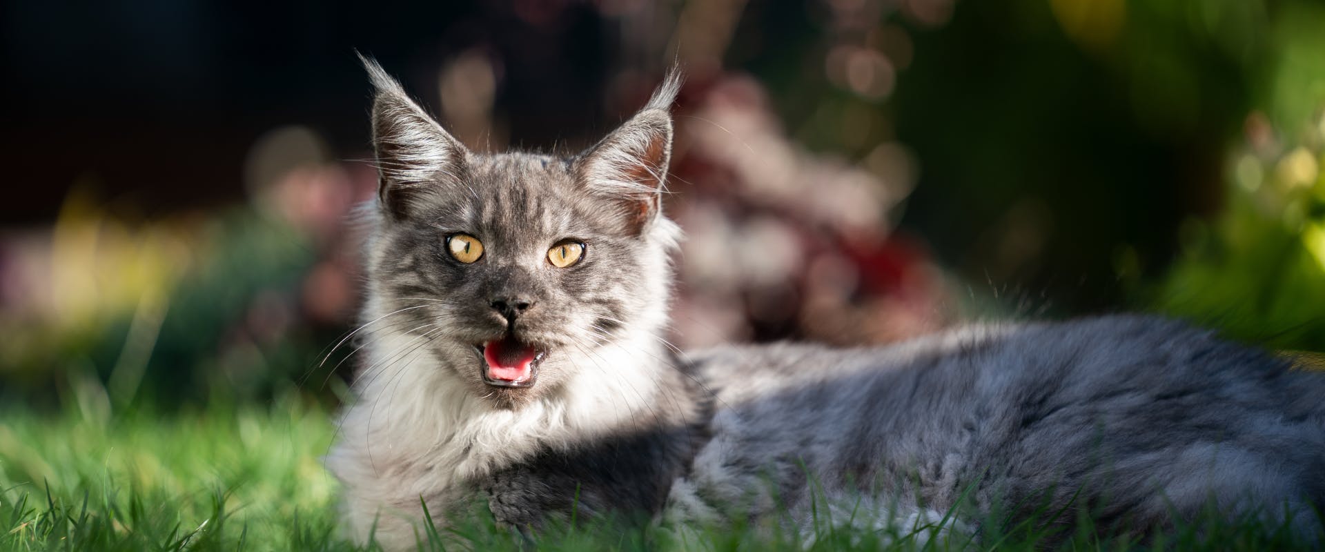 a gray main coone cat panting while lying on a grass lawn