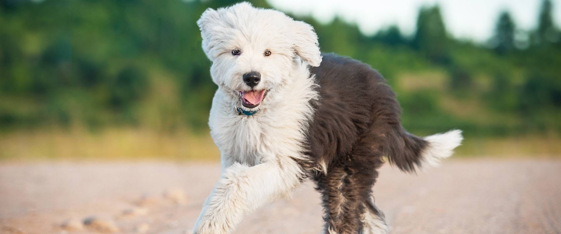 Old English Sheepdog running on sand with a green background