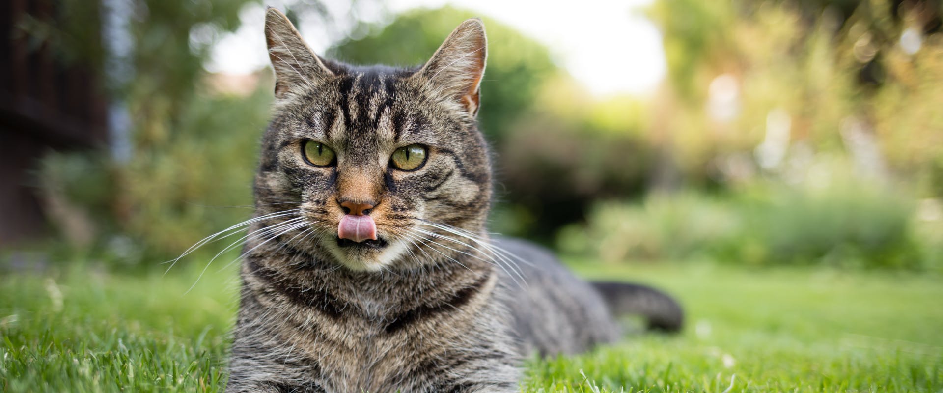 a tabby cat lying on a grass lawn in a garden and licking its top lip