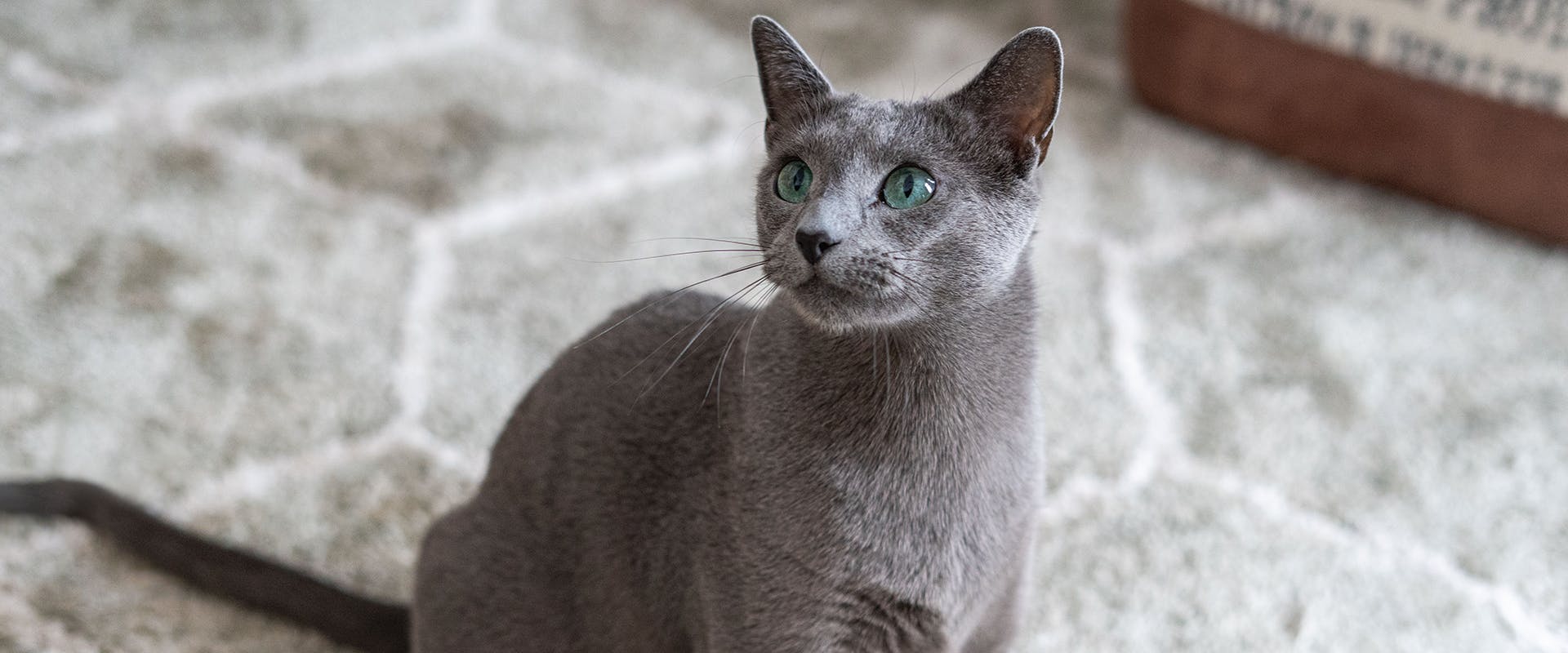 A Russian Blue cat looking alert