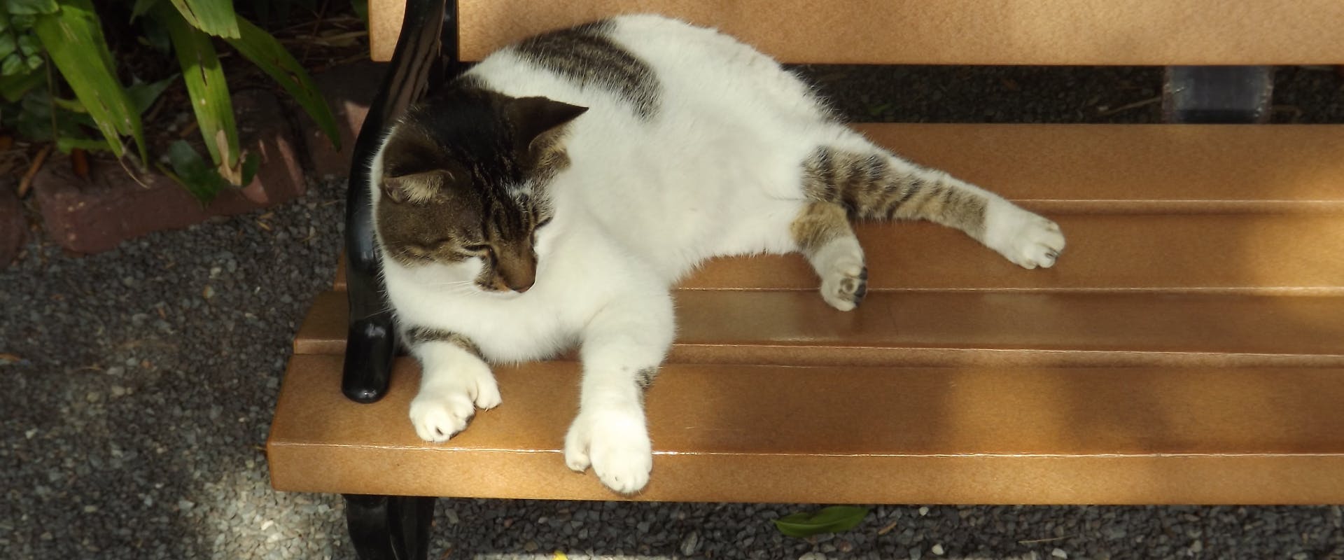 polydactyl cat lying on a bench in a park