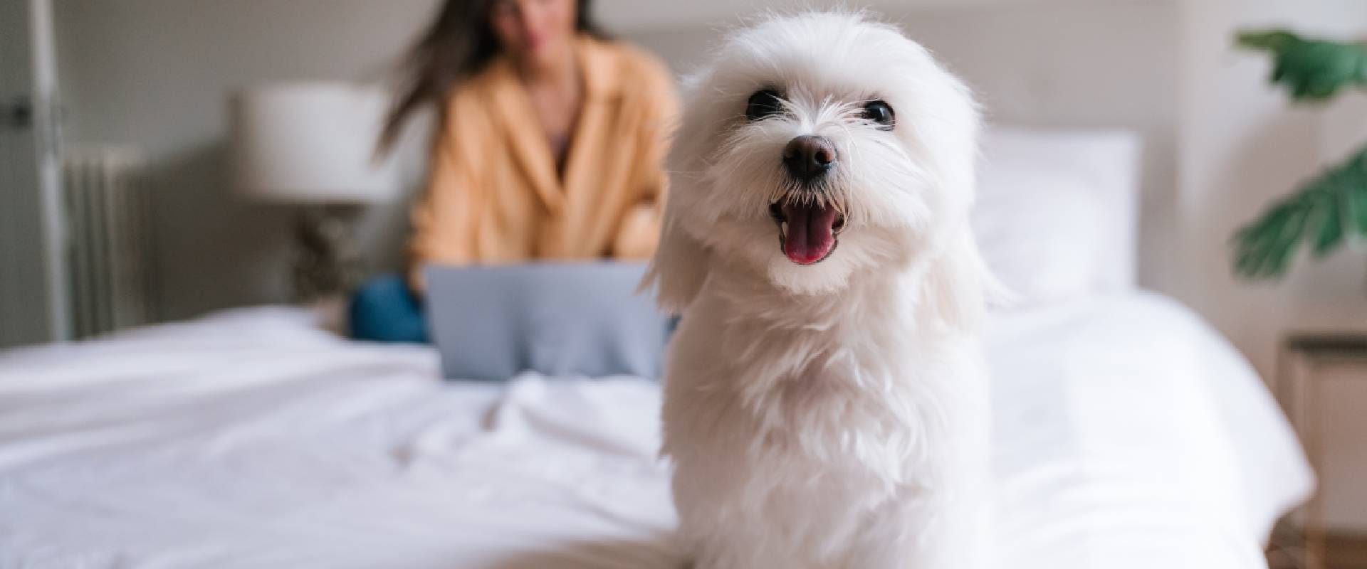 Maltese dog sat on a bed