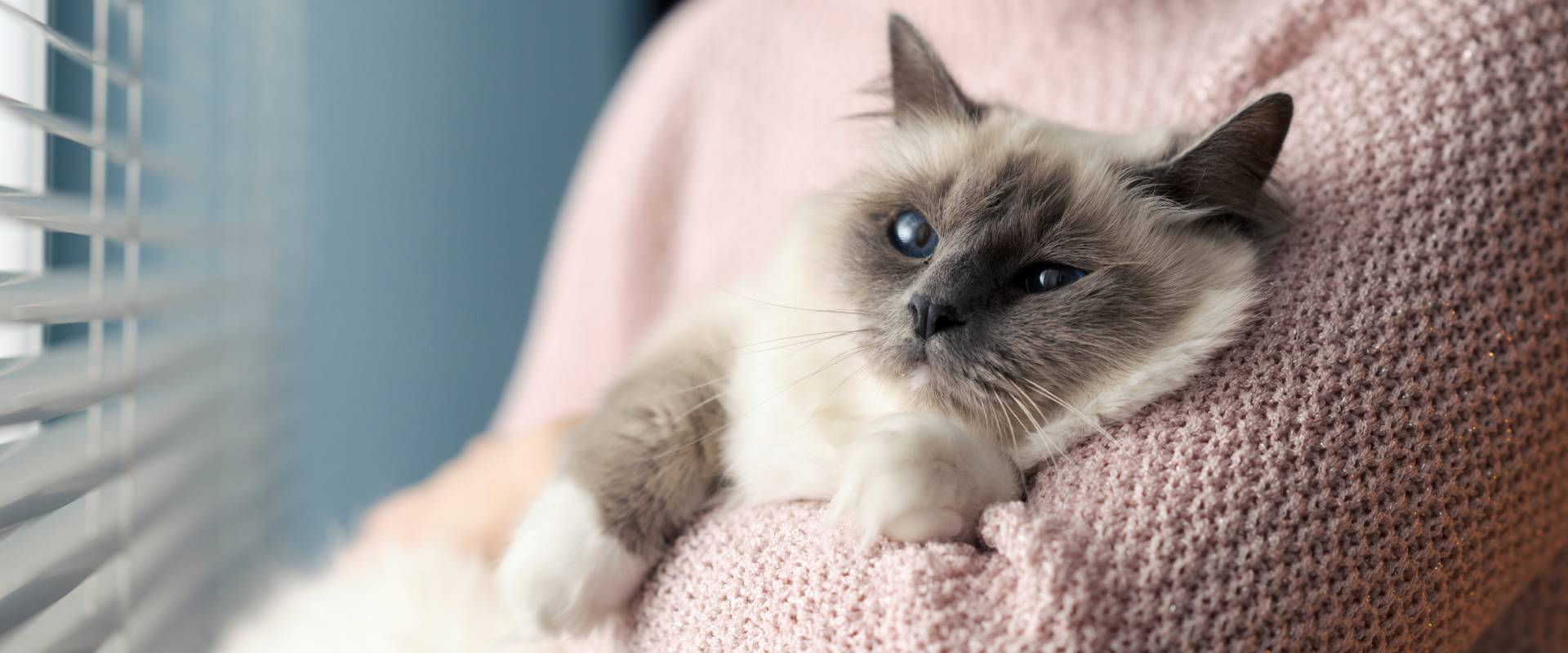 Cat Whispering 101 How to Get a Cat to Trust You