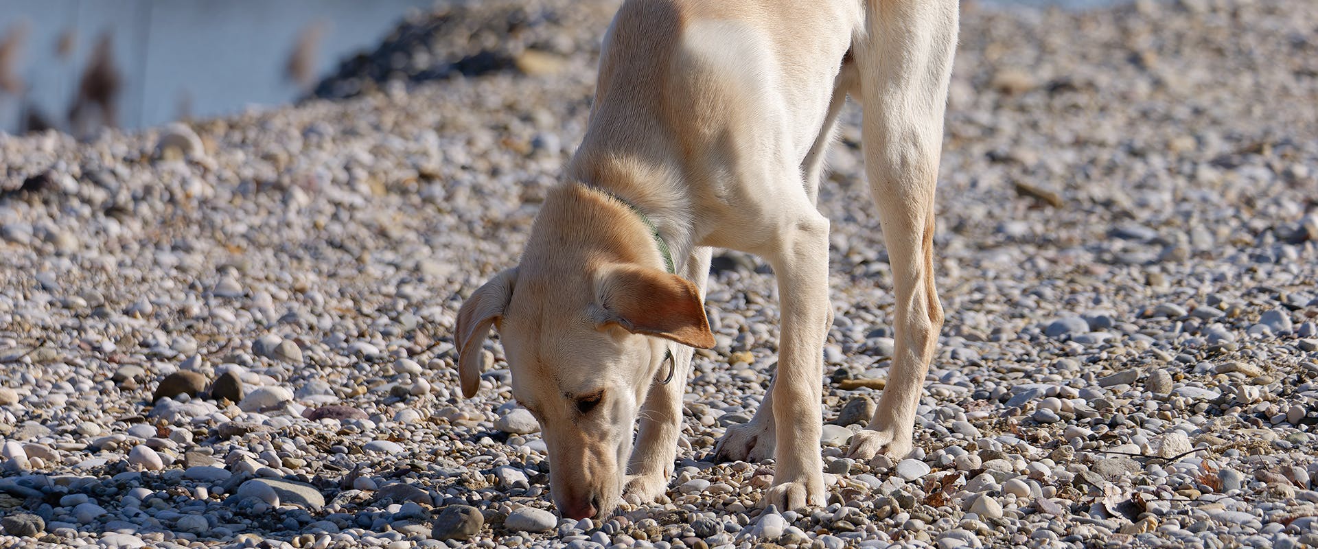 A dog walking and sniffing along a beach