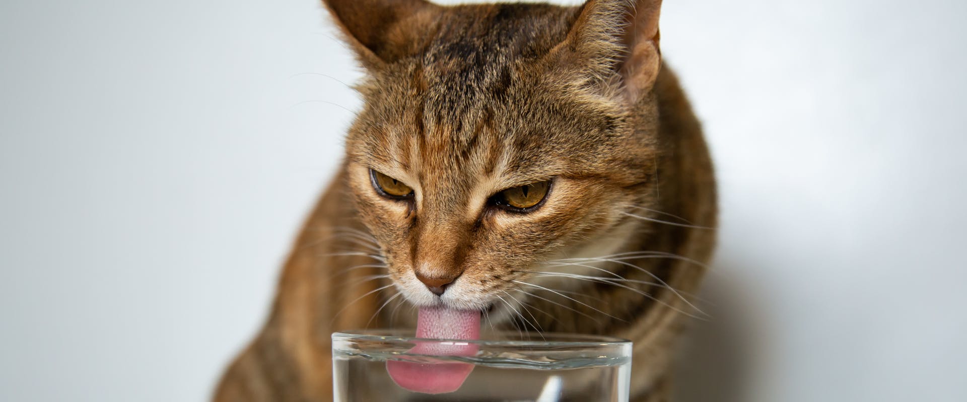 a short haired cat drinking out of a glass of water
