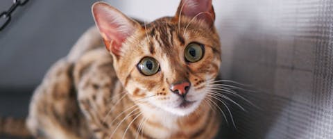 A Bengal cat looking inquisitively at the camera