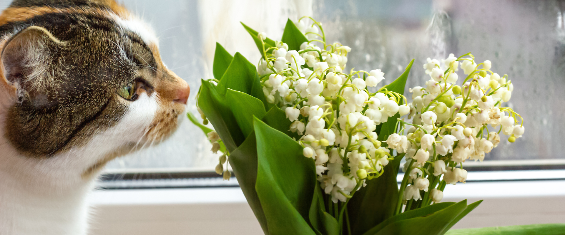 The Best of the Bunch CatSafe Flowers for Valentine's Day