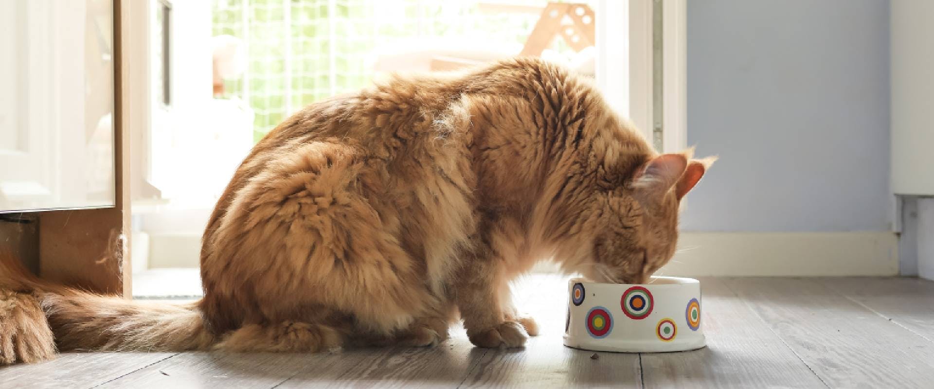 Ginger cat eating from a bowl