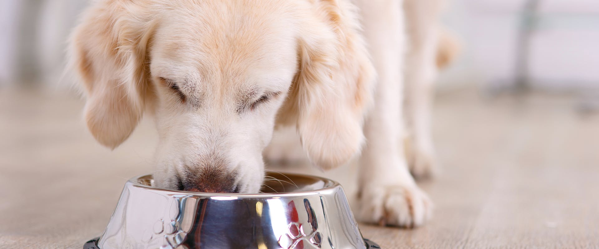 A young puppy eating from a dog bowl