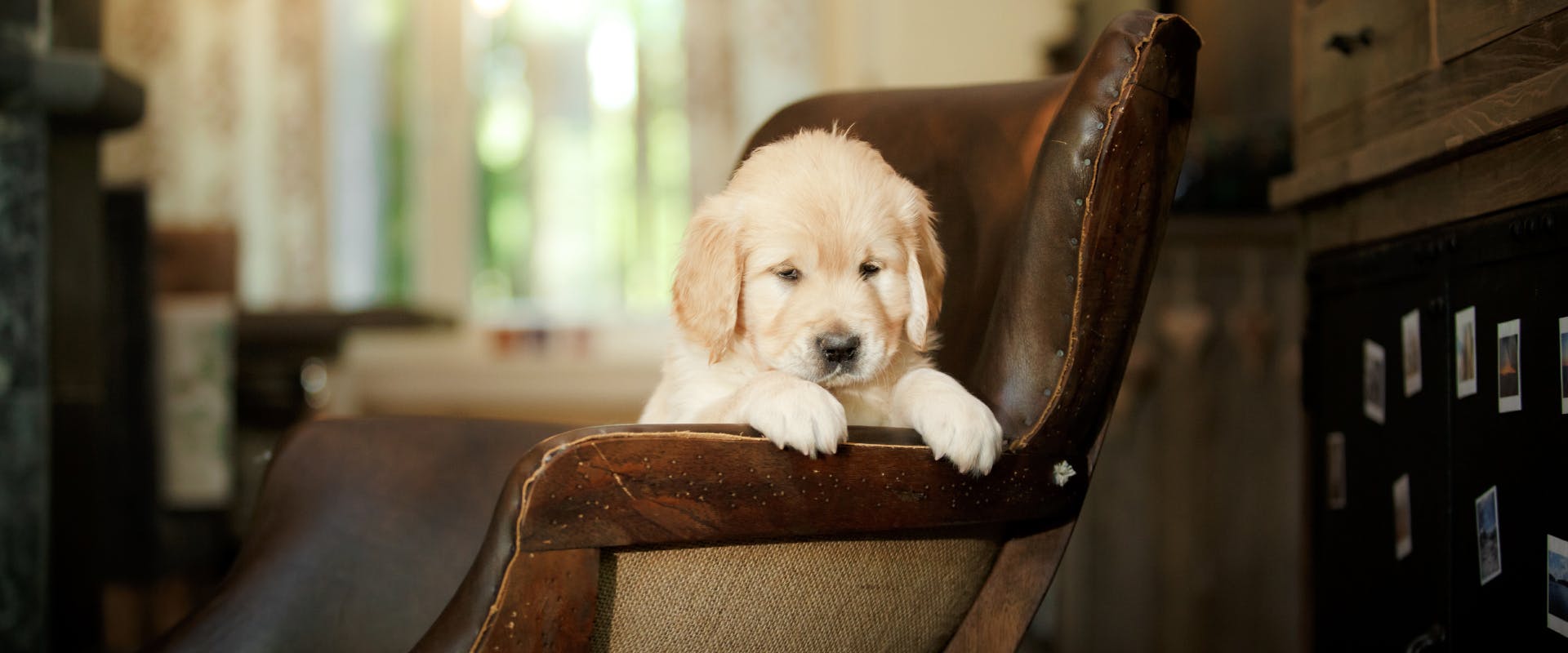 A puppy sits on a chair.