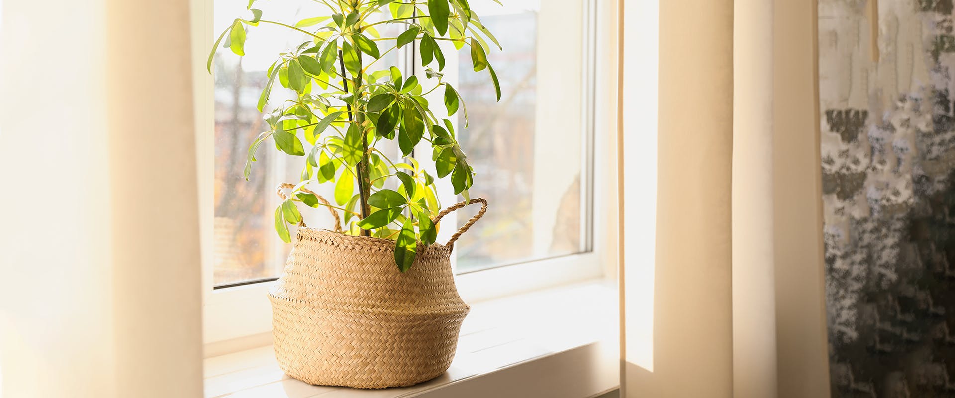An umbrella tree plant by a sunny windowsill