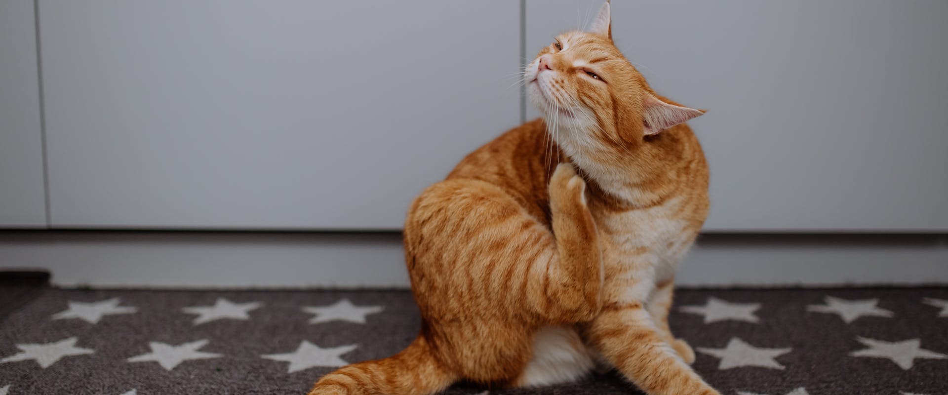 ginger cat scratching its neck on a kitchen floor