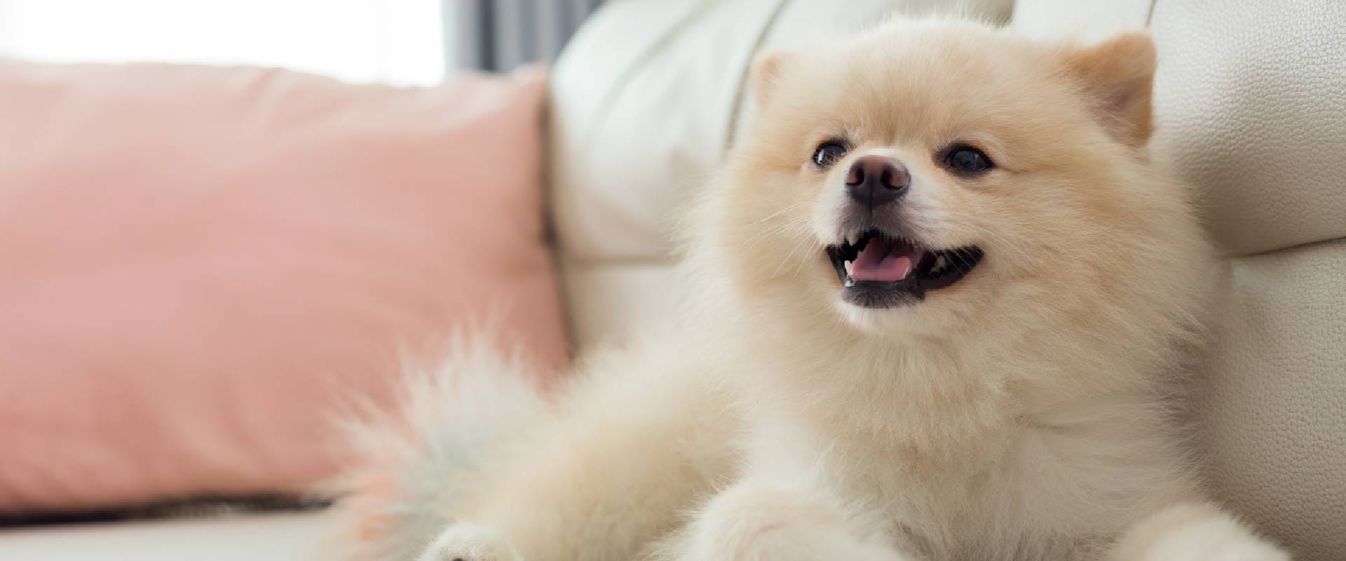 Pomeranian dog on a sofa