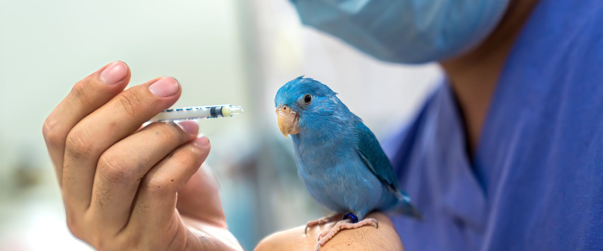 a blue parakeet receiving veterinary care with a tiny syringe
