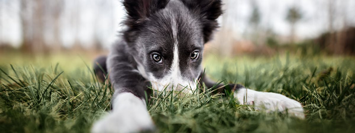 A puppy with its nose buried in the grass