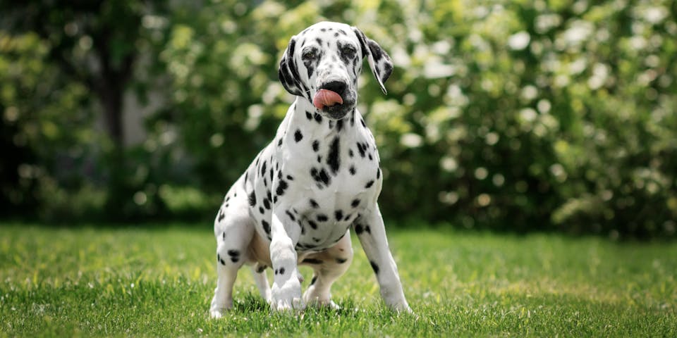 A black and white Dalmatian running in a garden
