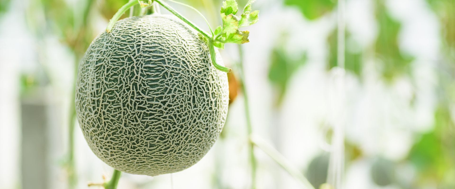 Cantaloupe melon growing from plant