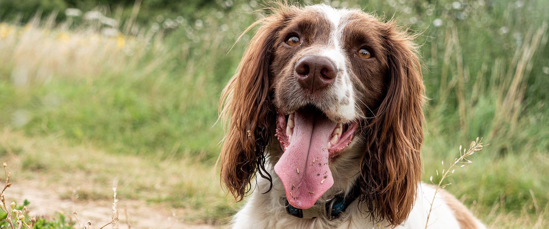 A happy Sprocker Spaniel dog in a field, its tongue lolling out of its mouth