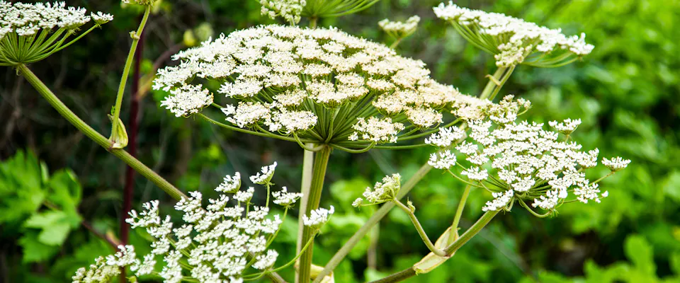 Is Giant Hogweed Poisonous To Dogs TrustedHousesitters is-giant-hogweed-poisonous-to-dogs-trustedhousesitters